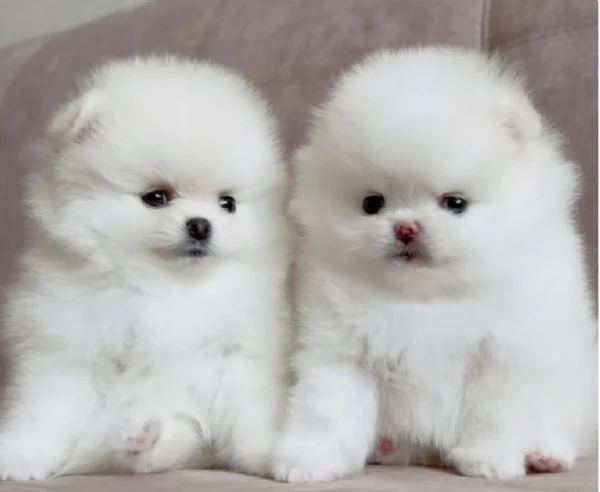 disponibili ultimi cuccioli di spitz pomerania toy | Foto 1
