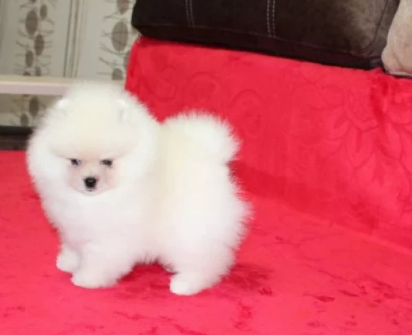 disponibili ultimi cuccioli di spitz pomerania toy | Foto 0