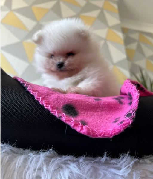 cucciolo di pomerania toy per adozione | Foto 5
