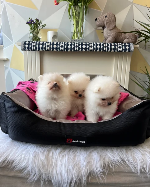 cucciolo di pomerania toy per adozione | Foto 4