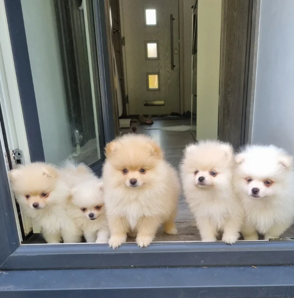 cucciolo di pomerania toy per adozione | Foto 3