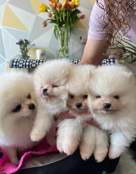 cucciolo di pomerania toy per adozione | Foto 2