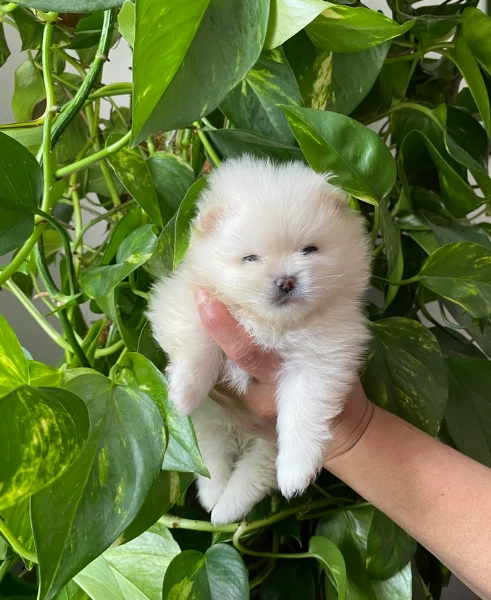 cucciolo di pomerania toy per adozione | Foto 1