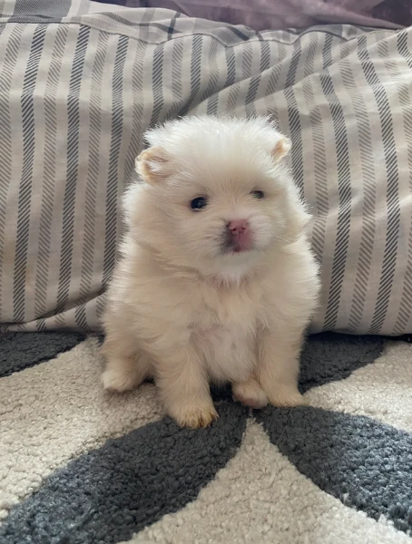cucciolo di pomerania toy per adozione | Foto 0