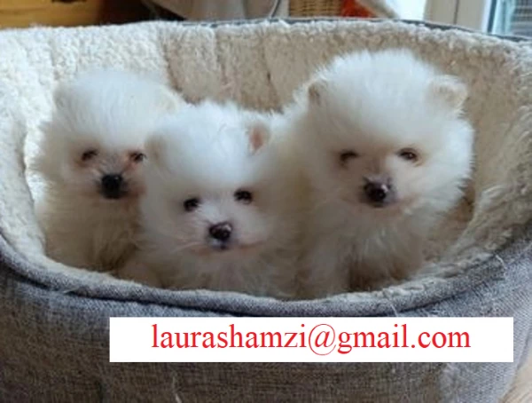 cucciolo di pomerania toy per adozione
