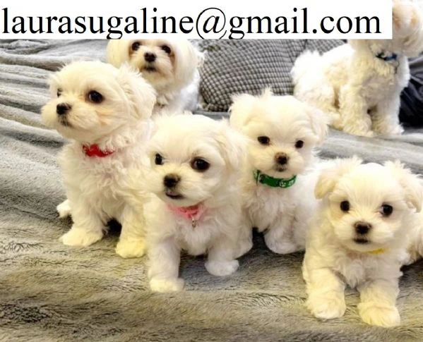 disponibili maltese di razza pura