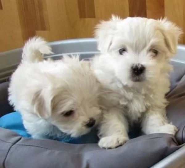 disponibili maltese di razza pura | Foto 6