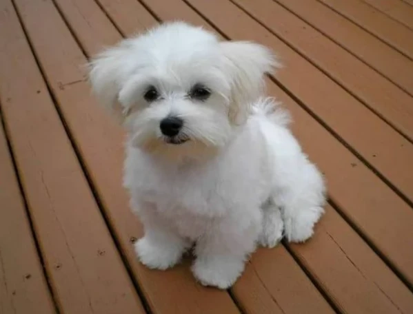 disponibili maltese di razza pura | Foto 5