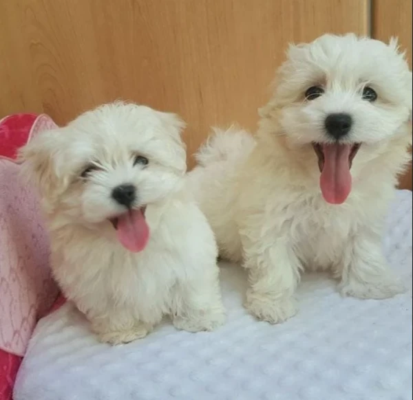 disponibili maltese di razza pura | Foto 4