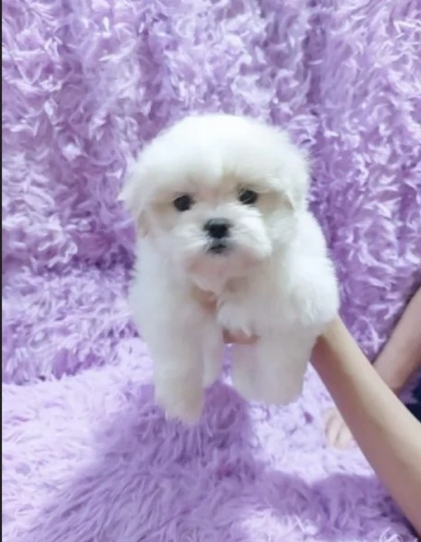 disponibili maltese di razza pura | Foto 3
