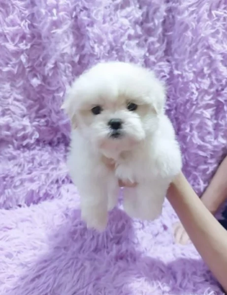 disponibili maltese di razza pura | Foto 2