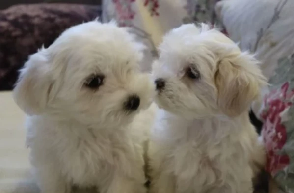 disponibili maltese di razza pura | Foto 1
