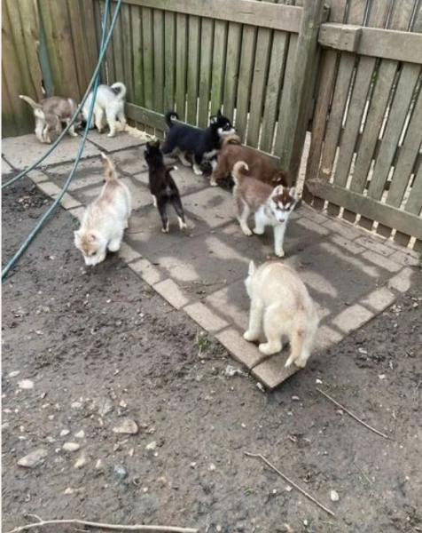 cuccioli di siberian husky allevati con amore per adozione