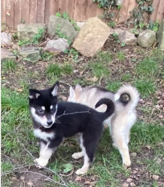 cuccioli di siberian husky allevati con amore per adozione | Foto 4