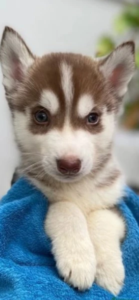 cuccioli di siberian husky allevati con amore per adozione | Foto 2