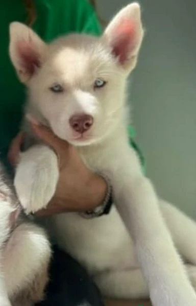 cuccioli di siberian husky allevati con amore per adozione | Foto 0