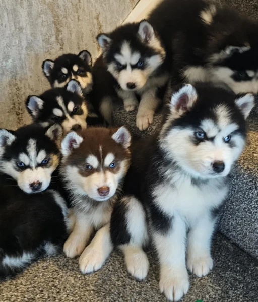 cuccioli di siberian husky allevati con amore per adozione | Foto 6