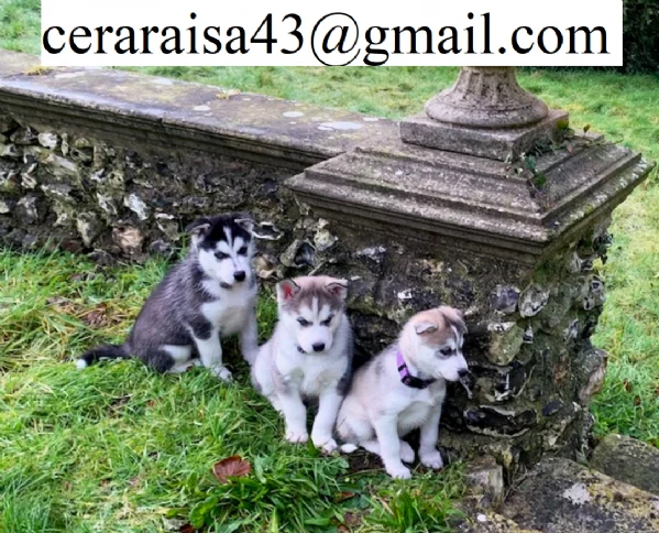 cuccioli di siberian husky allevati con amore per adozione