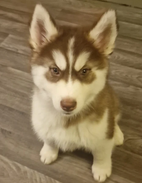 cuccioli di siberian husky allevati con amore per adozione | Foto 5
