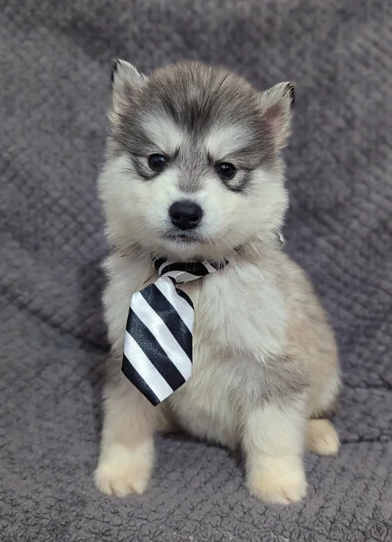 cuccioli di siberian husky allevati con amore per adozione | Foto 4