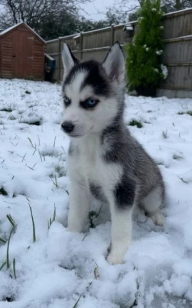 cuccioli di siberian husky allevati con amore per adozione | Foto 2