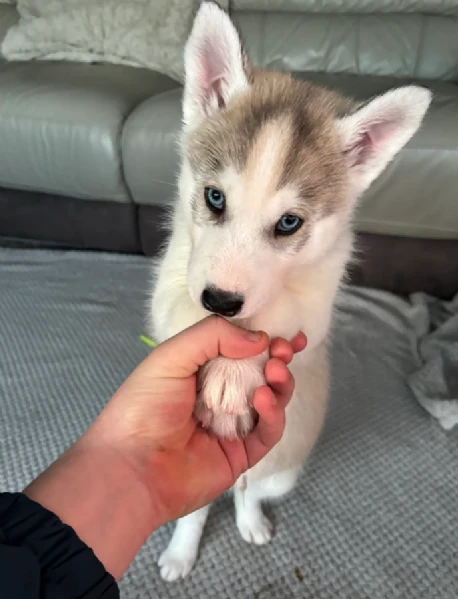 cuccioli di siberian husky allevati con amore per adozione | Foto 1