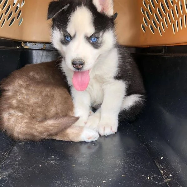 cuccioli di siberian husky allevati con amore per adozione | Foto 0