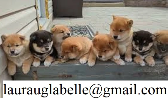 meraviglioso cucciolo di shiba inu per adozione