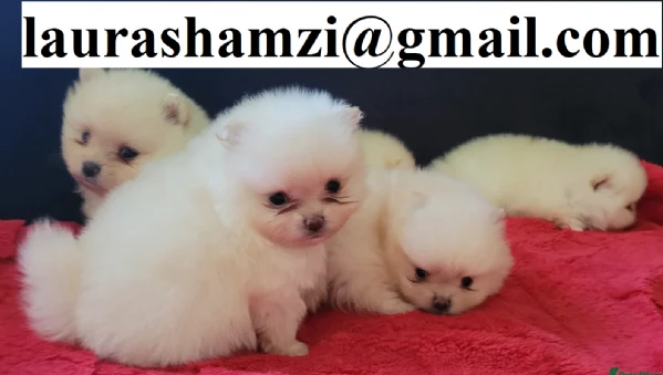 cucciolo di pomerania toy per adozione