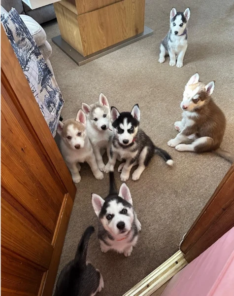 cucciolo di husky per adozione | Foto 0