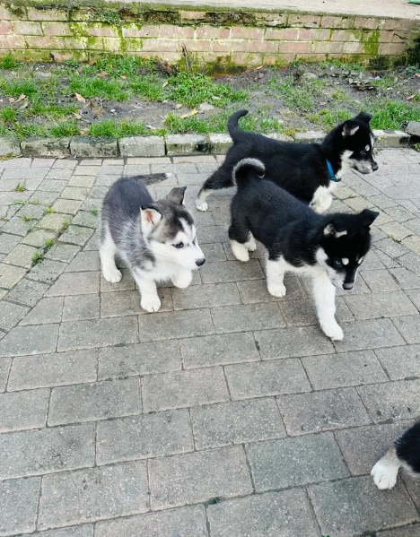cucciolo di husky per adozione | Foto 5