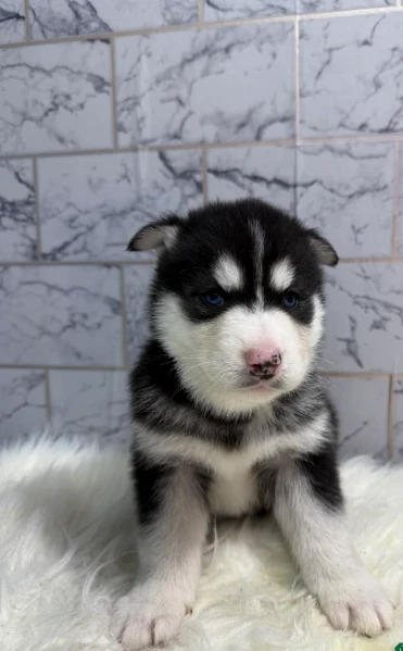 cucciolo di husky per adozione | Foto 4