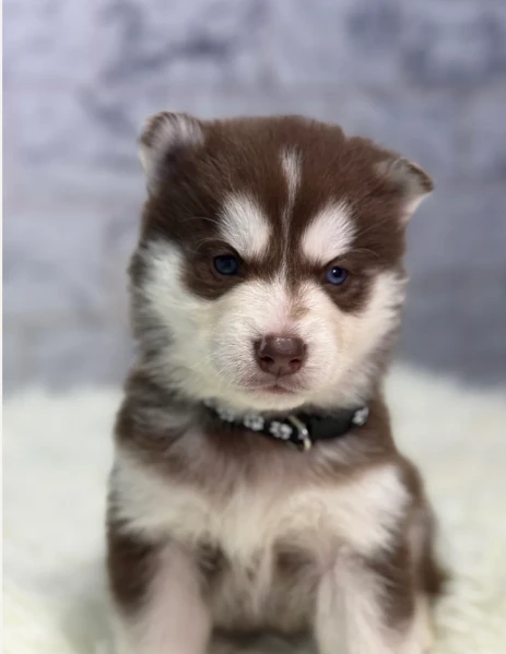 cucciolo di husky per adozione | Foto 2