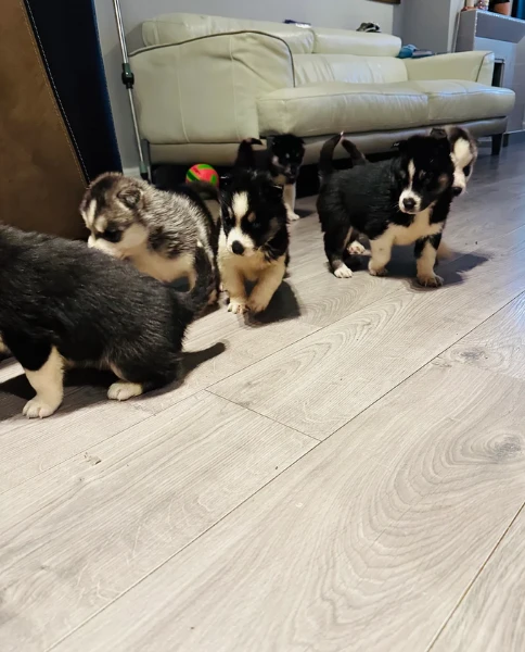 cucciolo di husky per adozione | Foto 0