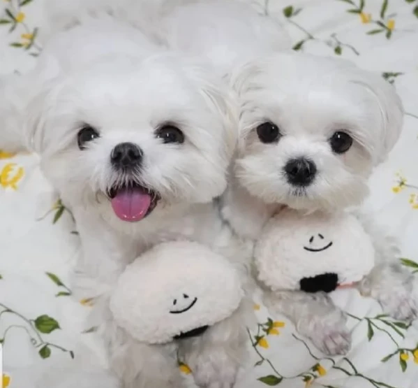 disponibili maltese di razza pura | Foto 5