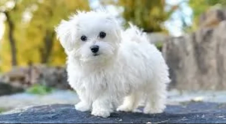 disponibili maltese di razza pura | Foto 2