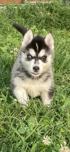 cuccioli di siberian husky con pedigree enci | Foto 6