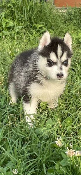 cuccioli di siberian husky con pedigree enci | Foto 5