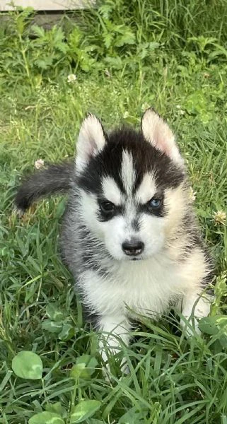 cuccioli di siberian husky con pedigree enci | Foto 4