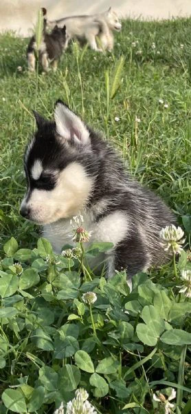 cuccioli di siberian husky con pedigree enci | Foto 3