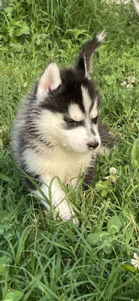 cuccioli di siberian husky con pedigree enci | Foto 2