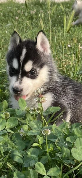 cuccioli di siberian husky con pedigree enci | Foto 1
