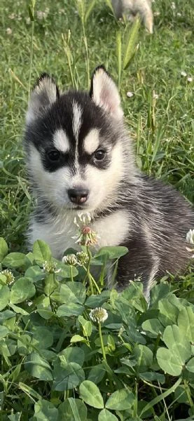 cuccioli di siberian husky con pedigree enci