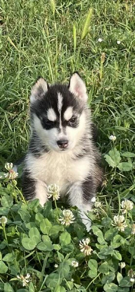 cuccioli di siberian husky con pedigree enci | Foto 0