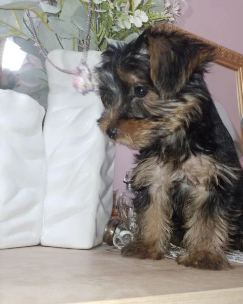 cuccioli yorkshire | Foto 1