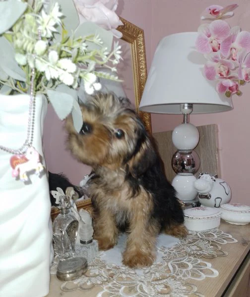 cuccioli yorkshire