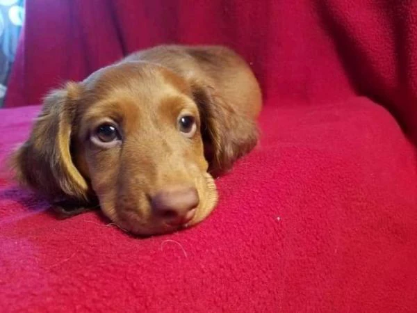 cuccioli di bassotto maschi e femmine affettuosi | Foto 2