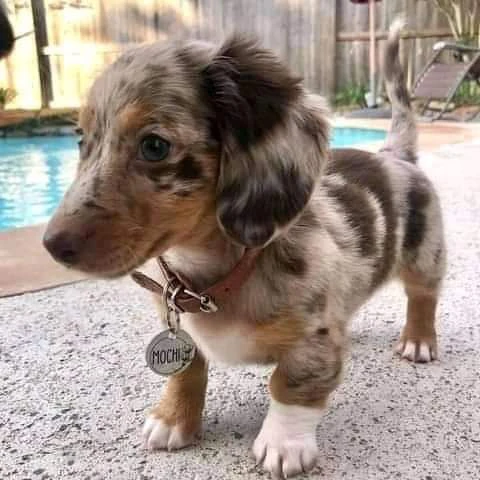 cuccioli di bassotto maschi e femmine affettuosi | Foto 1