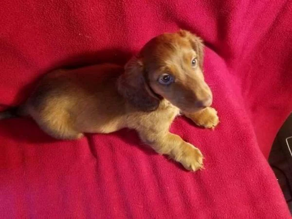 cuccioli di bassotto maschi e femmine affettuosi | Foto 0