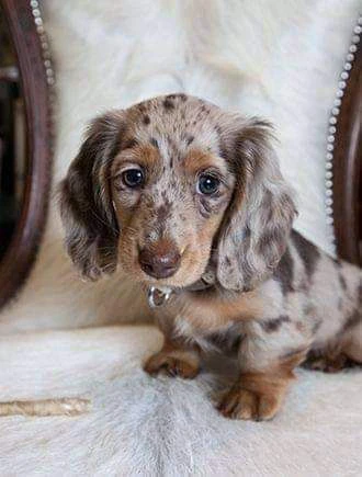 cuccioli di bassotto maschi e femmine affettuosi
